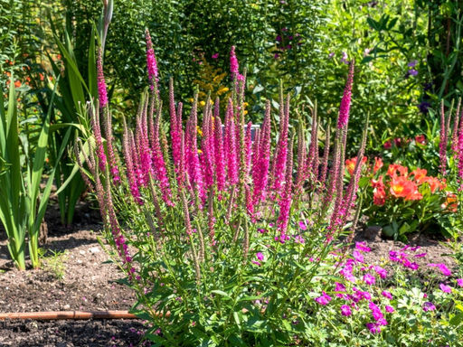 Вероника колосистая Ротфукс - Долина роз фото 2