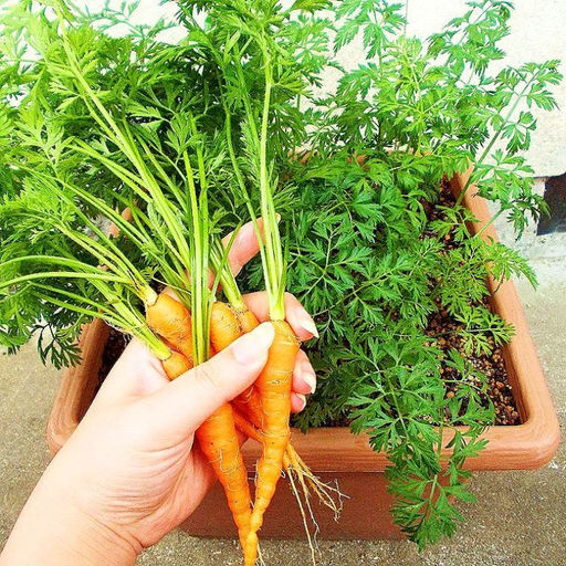 Морковь Скороспелка Маленькие Пальчики - Early Little Fingers Carrot - Дом помидоров фото 2