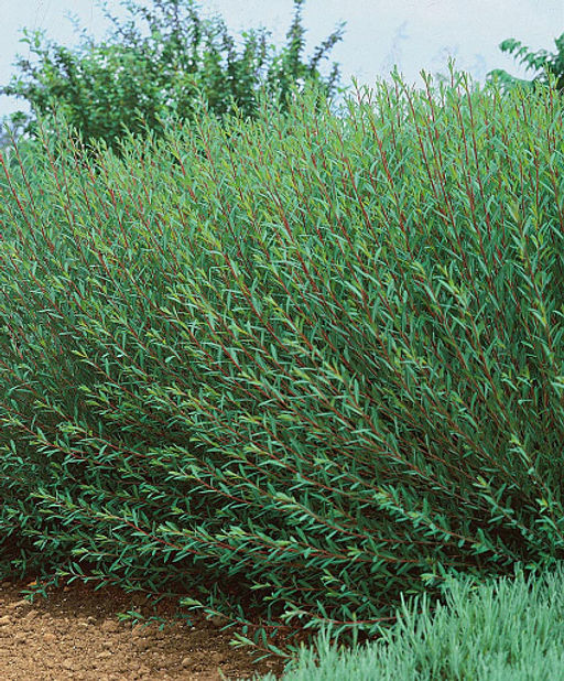 Ива гибридная "Маяк" 1 год ЗКС тара 0,5л