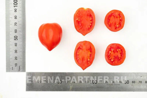 Томат Поцелуй - Партнер фото 6