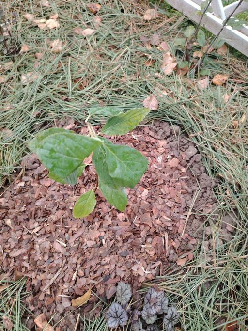 Гортензия метельчатая Коттон Крим