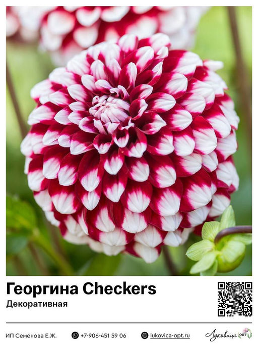 Георгина Checkers (Декоративная)