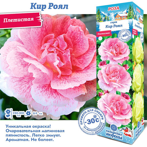 Роза Кир Роял (Плетистая) 1шт