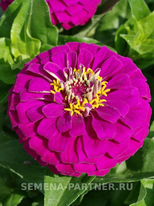 Цинния георгиновидная Фэнтези Византийский Пурпур - Партнер фото 4