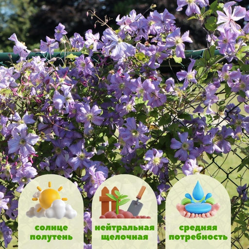 Клематис Prince Charles (Принц Чарльз) - Долина роз фото 3