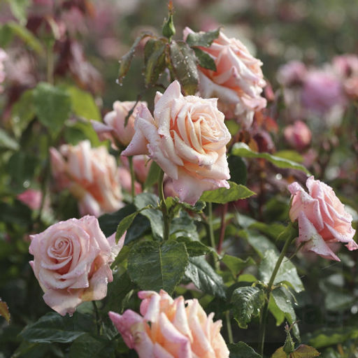 R391 ПОЛЬ РИКАРД