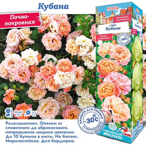 Роза Кубана (Почвопокровная) 1шт