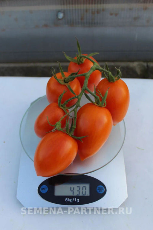 Томат Барокко - Партнер фото 8