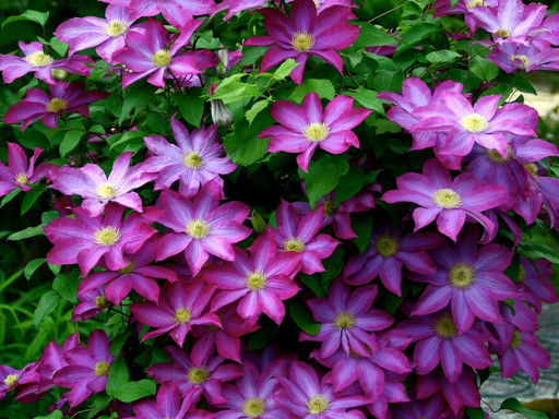 Клематис Какио - Долина роз фото 6