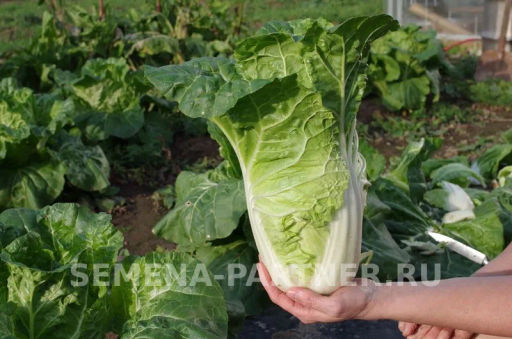 Капуста пекинская Нежность - Партнер фото 3