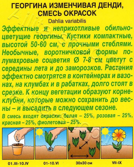 Георгина воротничковая Денди, смесь 0,3г (Аэлита)