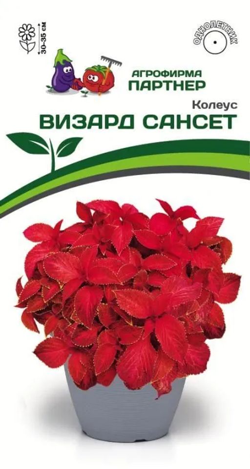 Колеус шлемниковидный Визард Сансет