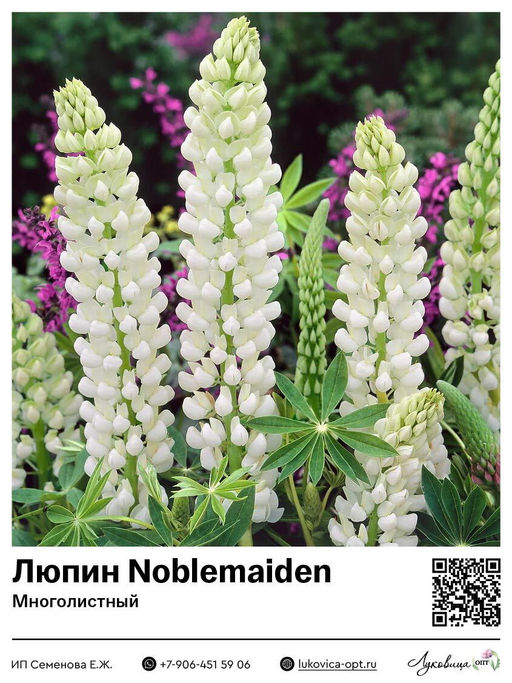 Люпин Noblemaiden (Многолистный)