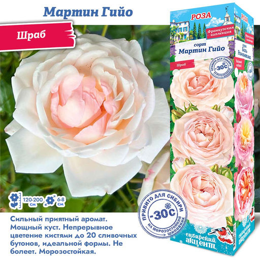 Роза Мартин Гийо (Шраб) 1шт