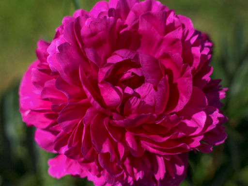 Пион Kansas (Канзас) - Долина роз фото 5