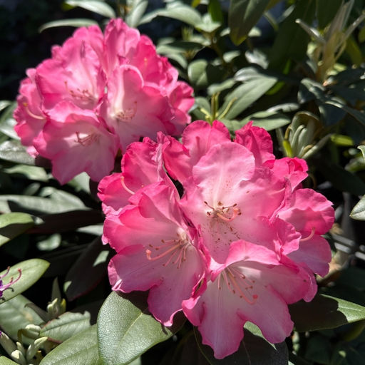 Рододендрон Фантастика