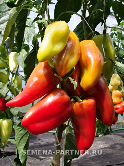 Перец сладкий Пилот - Партнер фото 3