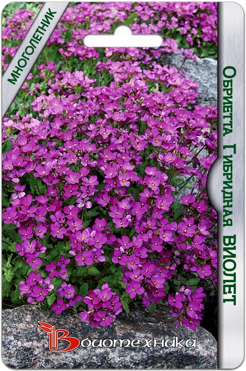 Обриетта гибридная Виолет