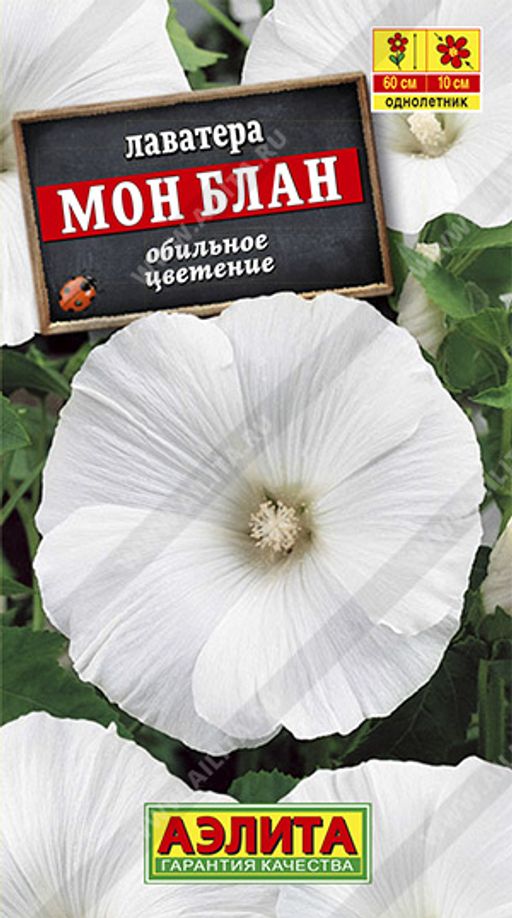 Лаватера Мон Блан (2025)