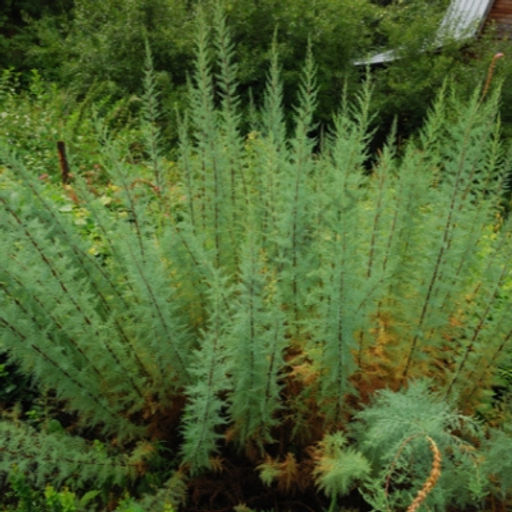 Мирикария 2 года ЗКС тара 2л высота 15-30см. - Наша дача фото 2