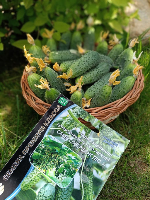 Огурец САМО СОВЕРШЕНСТВО F1 Уникальный! - Уральский дачник фото 5