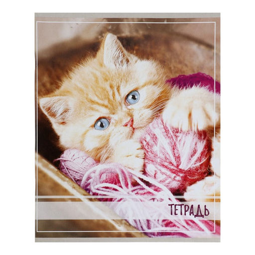 Комплект тетрадей из 5 штук, тетрадь 36 листов в клетку Calligrata Котята, обложка мелованный картон, блок офсет  фото 3