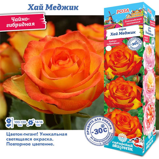 Роза Хай Меджик (Чайно-гибридная) 1шт