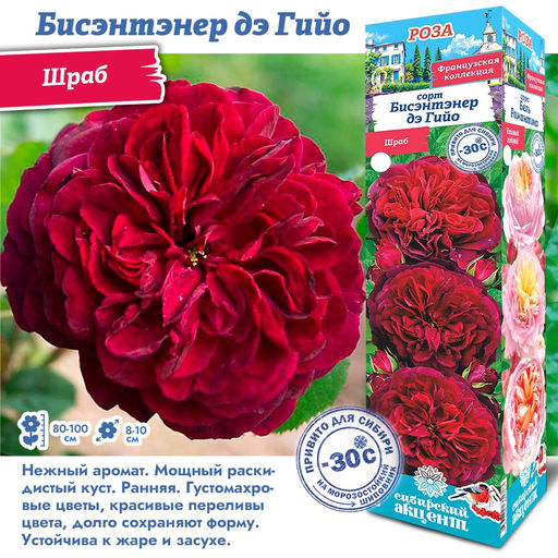 Роза Бисэнтэнер дэ Гийо (Шраб) 1шт