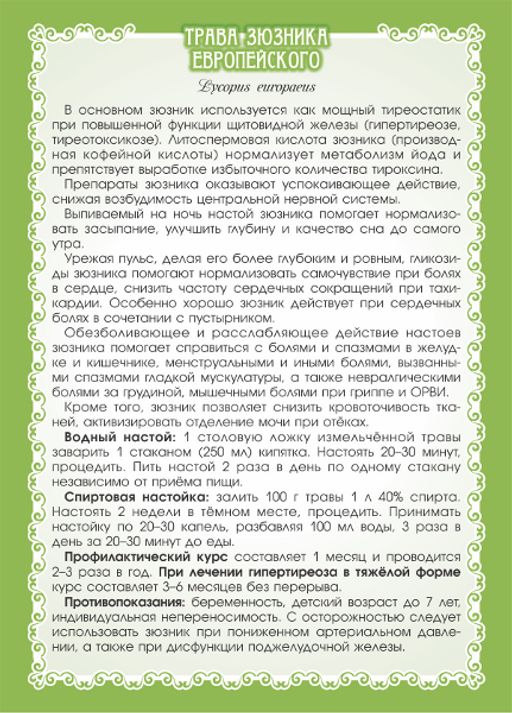 2 шт. Зюзник европейский (трава) - Мариславна фото 3