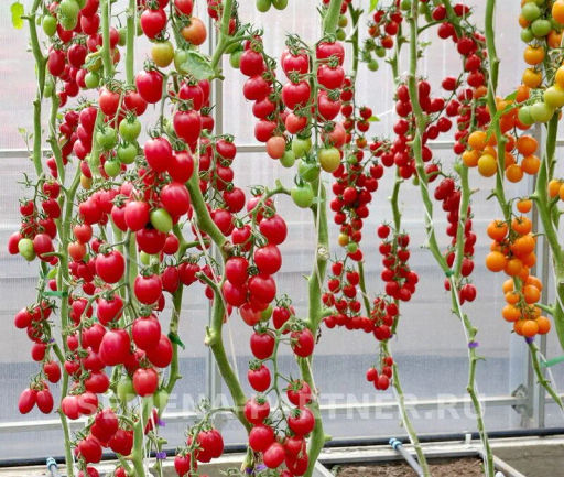 Томат Моне - Партнер фото 3