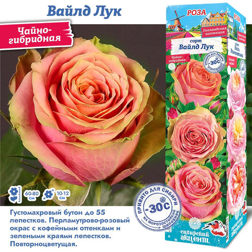 Роза Вайлд Лук (Чайно-гибридная) 1шт