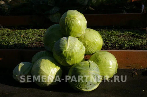 Капуста белокочанная позднеспелая Валентина - Партнер фото 2