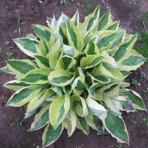 ХОСТА Йеллоу Полка Дот Бикини Разбор 1 n Кол-во упак., шт 1