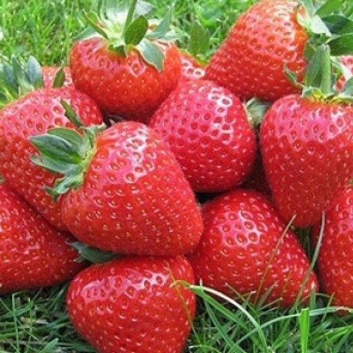Клубника Элианни