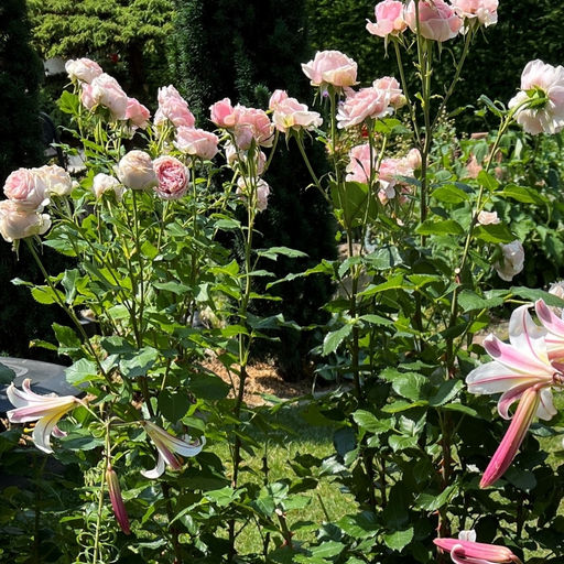 Роза Амороза