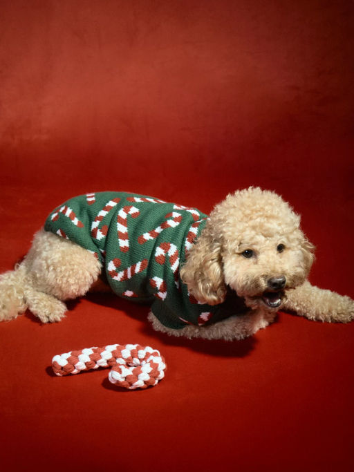 Свитер для питомца с принтом / Zarina