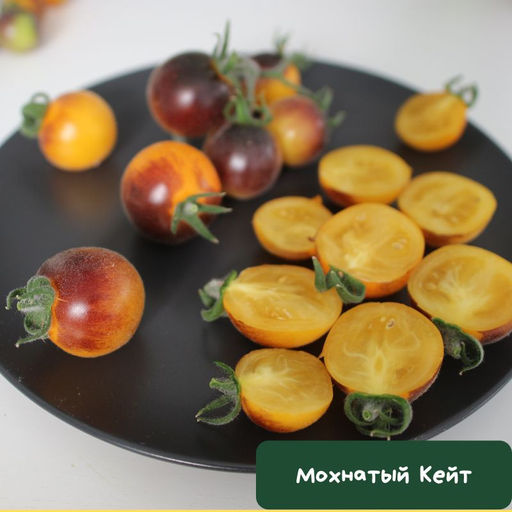 Мохнатый Кейт - Tomatia фото 2