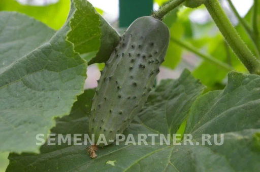 Огурец пчелоопыляемый Родничок - Партнер фото 4