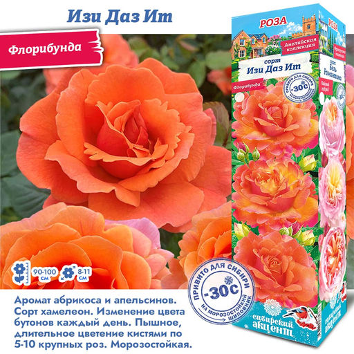 Роза Изи Даз Ит (Флорибунда) 1шт