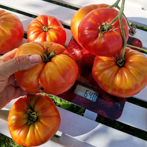 Помидоры - Морозовский