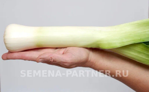 Лук порей Элефант - Партнер фото 6