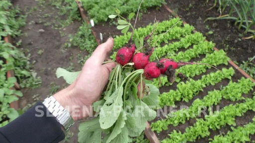 Редис Селеста - Партнер фото 6