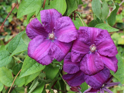 Клематис Рахваринн - Долина роз фото 5