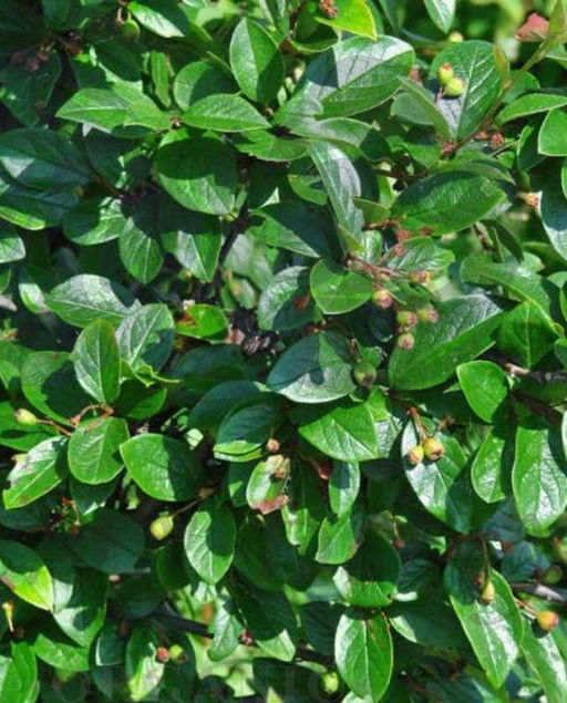 Кизильник блестящий С10