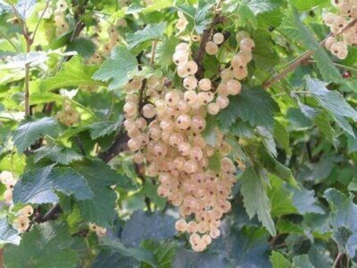 Смородина Белая фея белая (коробка) 1шт