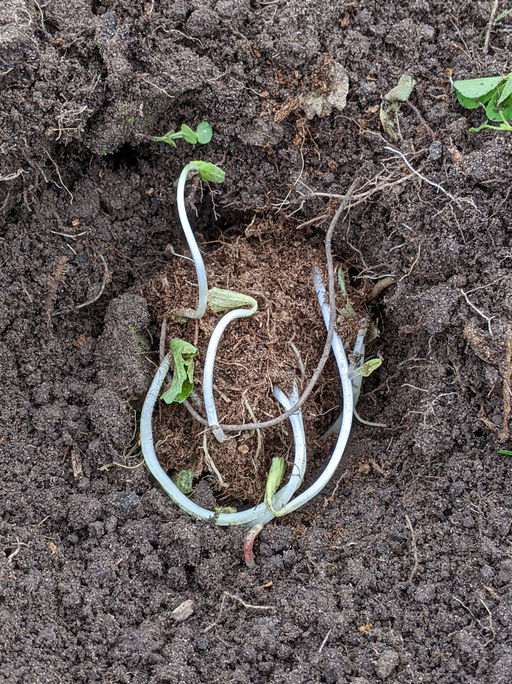 Фиалка мотыльковая белая