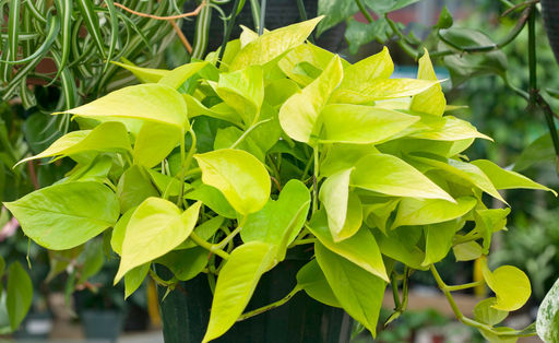 Сциндапсус Неон