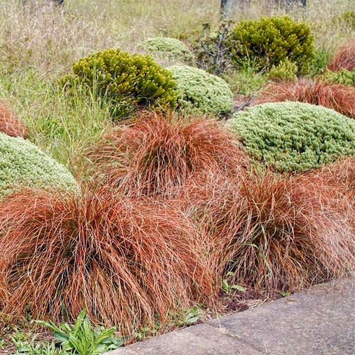 Осока Милк Чоколейт