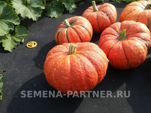 Тыква Конфетка - Партнер фото 4