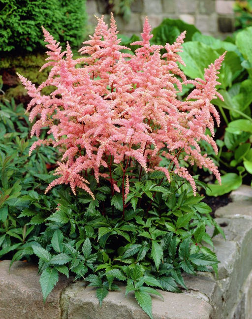 АСТИЛЬБА Брессингем Бьюти Разбор 2/3 n Кол-во упак., шт 1